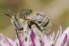 Anthophora bimaculata